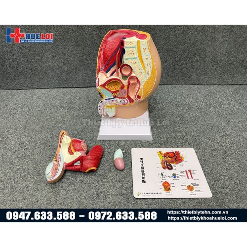 Mô hình giải phẫu sinh dục nam